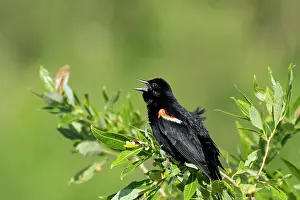 Displaying Prints: Male red-winged blackbird (Agelaius phoeniceus) displaying in spring Willow Island