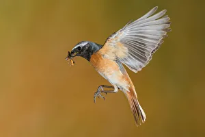 Images Dated 30th May 2018: Male redstart in flight with prey, Trentino Alto-Adige, Italy