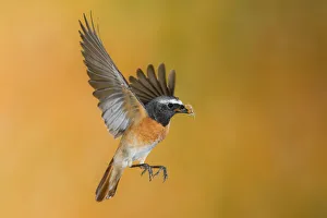Male redstart in flight with prey, Trentino Alto-Adige, Italy