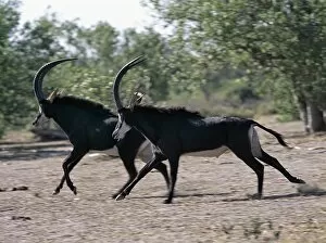 African Antelope Gallery: Two male Sable antelopes run across open bush country