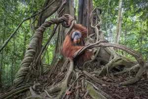 Roots Prints: Male Sumatran Orangutan in Gunung Leuser National Park