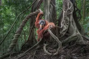 Male Sumatran Orangutan in Gunung Leuser National Park