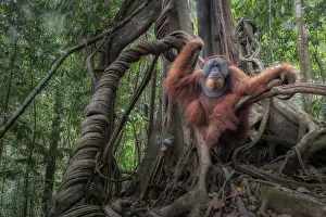Roots Prints: Male Sumatran Orangutan in Gunung Leuser National Park