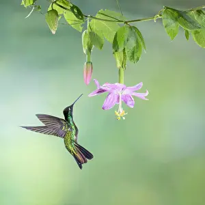 Costa Rican Prints: Male Talamanca hummingbird (Eugenes spectabilis) feeding from passionflower in mid-elevation cloud forest