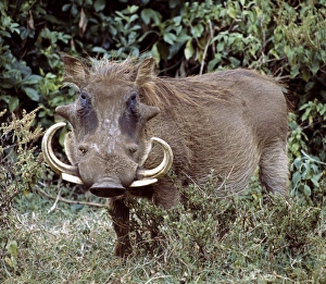 Aggression Gallery: A male warthog in Lake Nakuru National Park