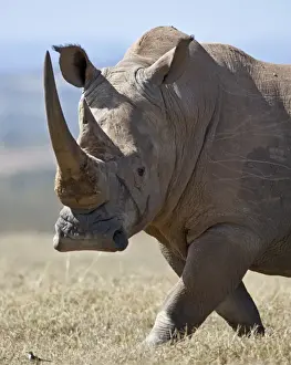 A male white rhino with fine horns looks towards a grassland pipit as it strides across an open plain