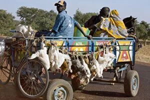 Goat Gallery: Mali, Djenn A farmer sets off in his horse-drawn cart