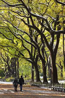 Parks Prints: The Mall and Literary Walk with American Elm Trees forming the avenue canopy, New York