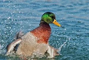 Splashing Prints: Mallard (Anas platyrhynchos) drake, splashing Humber Bay Park, Toronto, Ontario, Canada