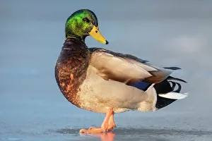 Duck Prints: Mallard (Anas platyrhynchos) drake, Humber Bay Park, Toronto, Ontario, Canada