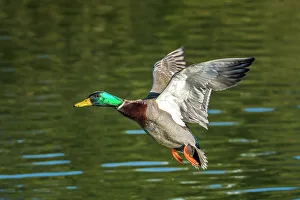 Duck Prints: Mallard (Anas platyrhynchos) drake in flight, Humber Bay Park, Toronto, Ontario, Canada