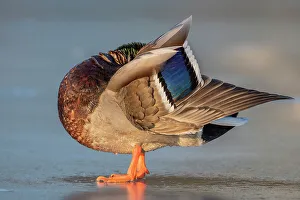 Duck Prints: Mallard (Anas platyrhynchos) drake preening, Humber Bay Park, Toronto, Ontario, Canada