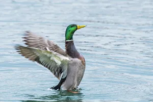 Duck Prints: Mallard (Anas platyrhynchos) drake wing flap, Humber Bay Park, Toronto, Ontario, Canada