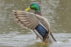 Duck Prints: Mallard (Anas platyrhynchos) drake wing flap, Humber Bay Park, Toronto, Ontario, Canada