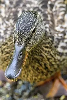 Females Prints: Mallard (Anas platyrhynchos) female, Greater Sudbury, Ontario, Canada