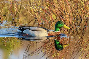 Sexual Dimorphism Prints: Mallard (Anas platyrhynchos), Greater Sudbury, Ontario, Canada