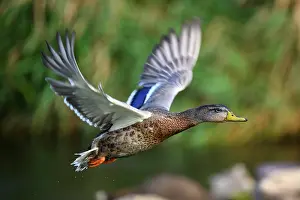 Fresh Water Prints: Mallard (Anas platyrhynchos), Greater Sudbury. Fielding Park sanctuary, Ontario, Canada