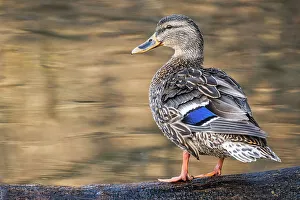 Duck Prints: Mallard (Anas platyrhynchos) hen, Humber Bay Park, Toronto, Ontario, Canada