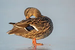 Duck Prints: Mallard (Anas platyrhynchos) hen preening, Humber Bay Park, Toronto, Ontario, Canada