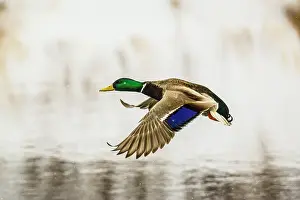 Open Water Prints: Mallard (Anas platyrhynchos) Overwintering on Junction Creek at the Fielding Park bird sanctuary