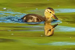Winnipeg Prints: Mallard duck (Anas platyrhynchos) gosling Winnipeg, Manitoba, Canada
