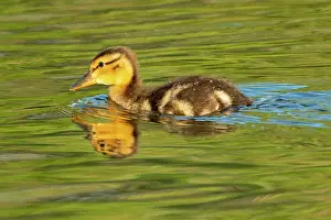 Winnipeg Prints: Mallard duck (Anas platyrhynchos) gosling Winnipeg, Manitoba, Canada