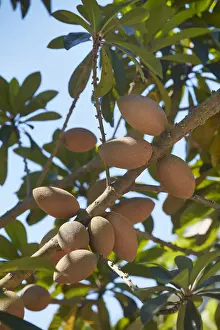Fruits Prints: A Mamey tree (Pouteria Sapota or Mamey Sapote) at the Hacienda Mucuyche