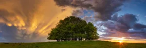 Mammatus Storm Clouds over Beech Trees at Sunset, Win Green Hill, Wiltshire, England