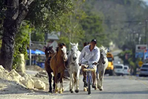 Peten Prints: Man on bike leads horses along a road in Peten, Mundo Maya, Guatemala, Central America