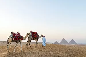 Pyramids Collection: Man and his camels at the Pyramids of Giza, Giza, Cairo, Egypt