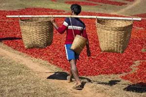 Agricultural Prints: Man carrying big wicker baskets for dried red chili peppers, near Kalaw, Kalaw Township