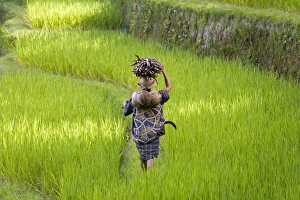 Carrying Prints: Man carrying firewood & coconuts through rice paddies