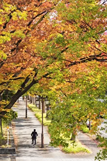 1 Person Prints: Man cycling past autumnal trees, Nagoya, Japan