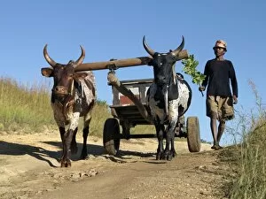 A man drives his draught oxen pulling a cart along a rural road