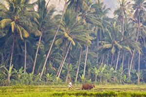 Man ploughing