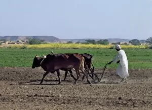 Islamic Dress Gallery: A man ploughs his fields with oxen