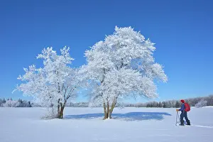 Man snowshoeing with hoarfrost covered cottonwood trees Birds Hill Provincal Park, Manitoba, Canada