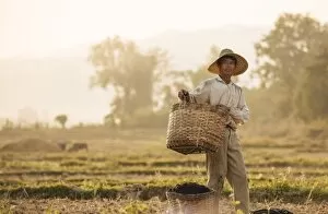 Burmese Gallery: Man working in Paddy fields near Hsipaw, Shan State, Myanmar, Asia