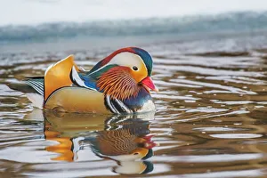 Duck Prints: Mandarin Duck (Aix galericulata), Ontario, Canada