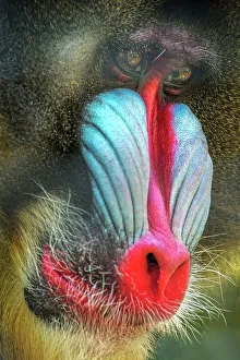 Primate Prints: Mandrill (Mandrillus sphinx) - captive, Ontario, Canada