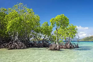 Images Dated 9th May 2019: Mangrove trees (Rhizophora mangle) on CYC Island, Coron, Palawan, Philippines