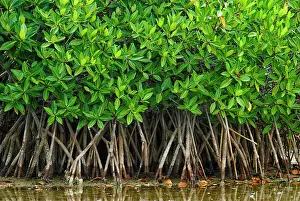 Jardines Del Rey Prints: Mangroves in the Jardines del Rey archipelago on Cayo Guillermo near Moron