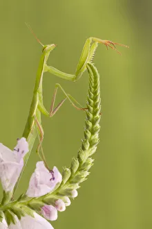 Insects Prints: A mantis placed on the stem of a flower. Montevecchia, Lecco, Lombardy, Italy, Europe