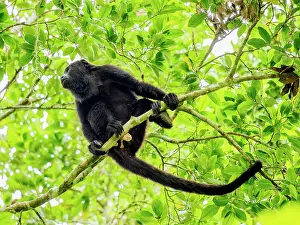 Black Prints: Mantled howler (Alouatta palliata), Tikal, Peten Department, Guatemala