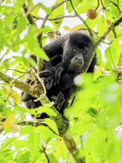 Black Prints: Mantled howler (Alouatta palliata), Tikal, Peten Department, Guatemala