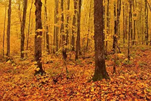 Lawrence Forest Region Prints: Maple forest in Les Notre-Dame Mountains (Appalachian Mountains)