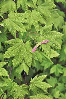 Cascade Range Prints: Maple leaf with water drops - USA, Oregon, Linn, Iron Mountain - Cascade Range