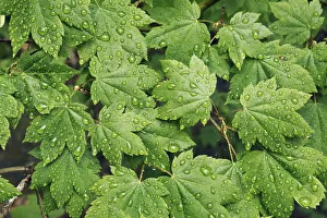 Cascade Range Prints: Maple leaf with water drops - USA, Oregon, Linn, Iron Mountain - Cascade Range