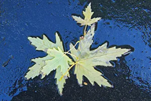Maple Leaves Prints: Maple leaves in autumn, Winnipeg, Manitoba, Canada