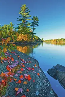 Landscape Scenic Scene Prints: maple leaves on rock and white pines at Tyson Lake Killarney Provincial Park